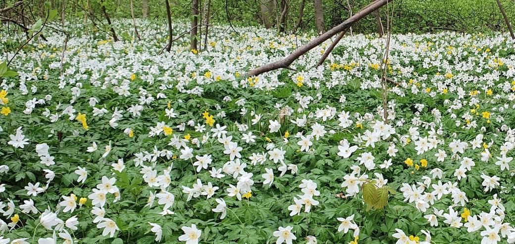 Fruehlingserwachen (c) Kurverwaltung Goehren